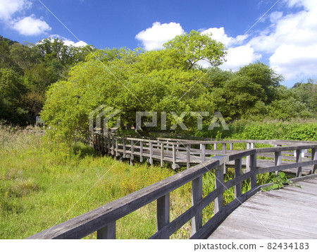 "Kabutoyama Nakayoshi Pond" in Hirogawara, the upper reaches of the Incheon Valley / Promenade with rows of red-spotted chaenomeloids / Nishinomiya City, Hyogo Prefecture "Kabutoyama Nakayoshi Pond" in Hirogawara, the upper reaches of the Incheon Valley / Promenade with rows of red-spotted chaenomeloids / Nishinomiya City, Hyogo Prefecture 82434183