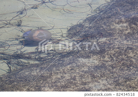 維克多港周圍的風景_7 82434518