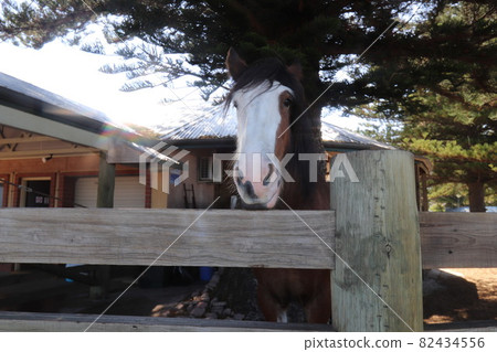 維克多港的馬車馬_1 82434556