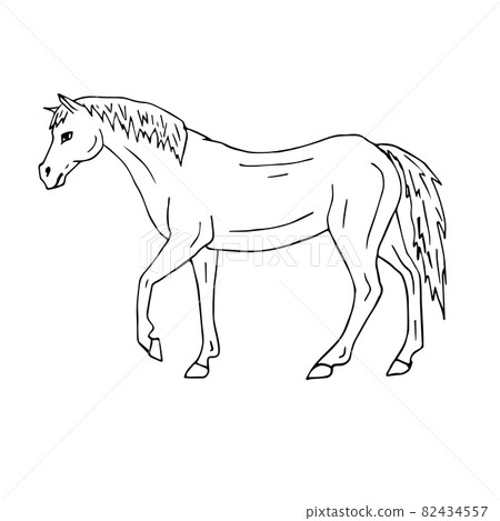 Vector hand drawn doodle sketch horse Vector hand drawn doodle sketch horse 82434557