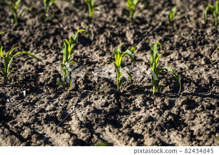 Close up seeding maize plant, Green young corn maize plants growing from the soil. Agricultural scene with corn's sprouts in earth closeup. 82434845