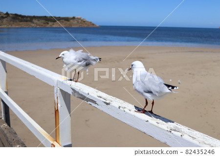 維克多港的海鷗_2 82435246