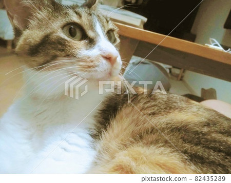 [Cat] Everyday calico cat 82435289