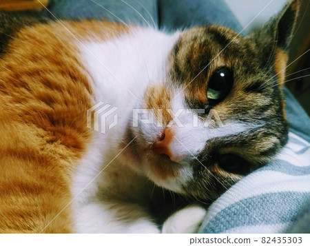[Cat] Everyday calico cat 82435303