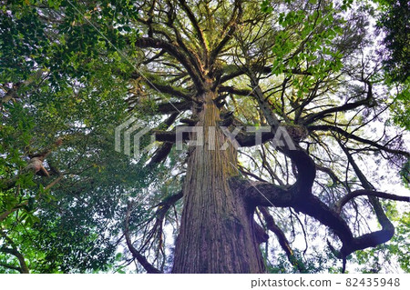 前往市房神社的參道上的巨大杉樹 82435948