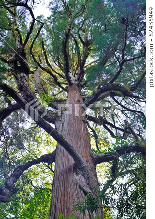 前往市房神社的參道上的巨大杉樹 82435949
