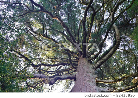 前往市房神社的參道上的巨大杉樹 82435950