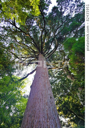 前往市房神社的參道上的巨大杉樹 82435951