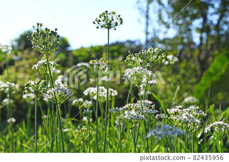 Leek flowers and fruits 82435956