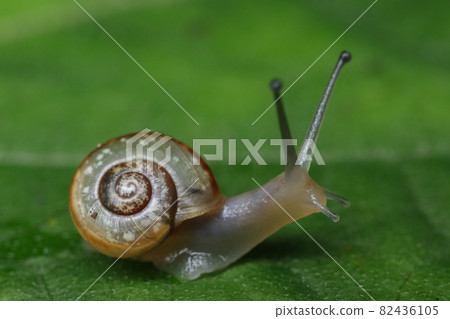 snails  82436105