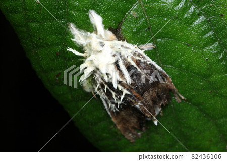 Gayadorina Gaminotsubutake 82436106