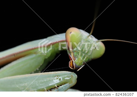 Red-tailed mantis 82436107