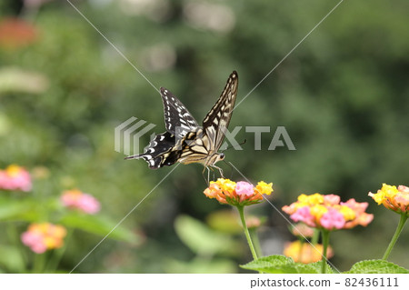 Lantana and swallowtail butterfly Lantana and swallowtail butterfly 82436111
