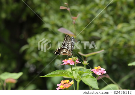 Lantana and swallowtail butterfly Lantana and swallowtail butterfly 82436112