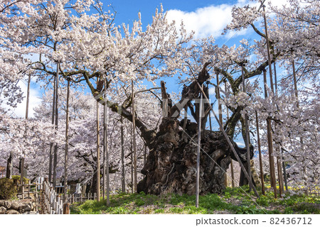 山梨縣山高神代櫻 3 江戶彼岸櫻花樹，樹齡2000年，是日本三大櫻花之一。 82436712