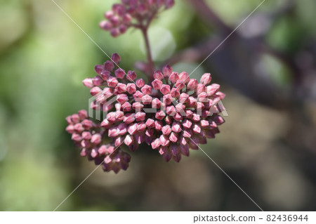 Orpine Purple Emperor 82436944