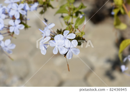 Blue plumbago 82436945
