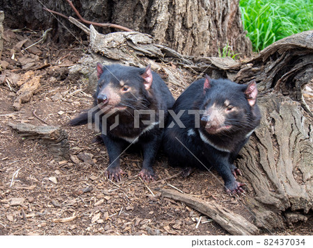 Two Tasmanian devils 82437034