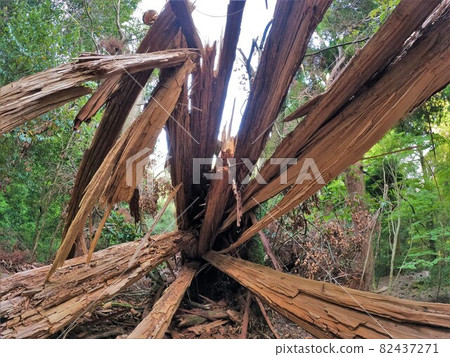 通往市房山的道路上的巨大雪松樹 82437271