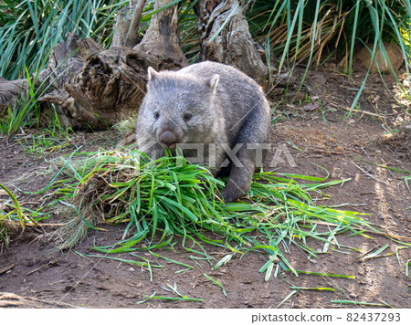 Wombat eating grass Wombat eating grass 82437293