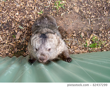 袋熊試圖爬牆 82437299