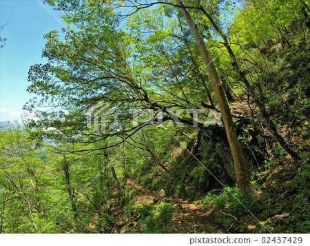 市房山道上的懸垂樹木 市房山道上的懸垂樹木 82437429