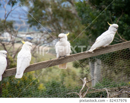 Kibatan (parrot) perched on a tree 82437976