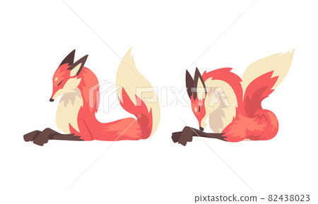 Fox Animal with Upright Ears, Pointed Snout and Long Bushy Tail in Different Poses Vector Set 82438023