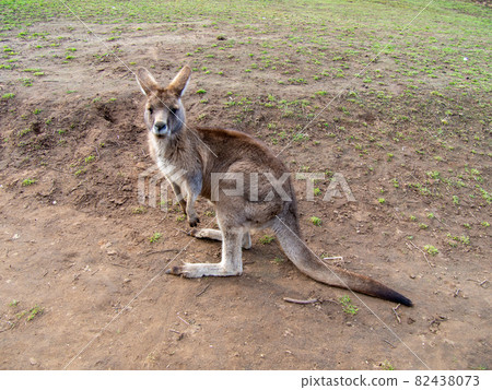 Whole body of kangaroo (wallaby) 82438073