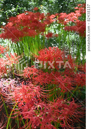 Cluster of cluster amaryllis flowers Cluster of cluster amaryllis flowers 82438137