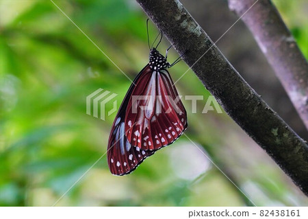 Chestnut tiger in Yoneyama Chestnut tiger in Yoneyama 82438161