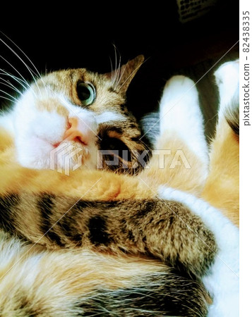 [Cat] Everyday calico cat 82438335