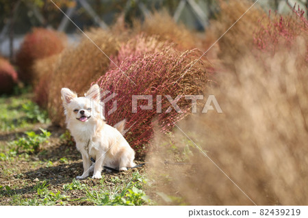 Autumn leaves of Kokia and cream-colored long coat Chihuahua Autumn leaves of Kokia and cream-colored long coat Chihuahua 82439219