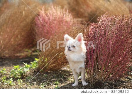 Kokia 的秋葉和奶油色的長外套奇瓦瓦 82439223