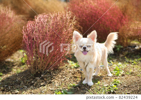 Autumn leaves of Kokia and cream-colored long coat Chihuahua 82439224
