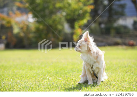 9 個月大的米色長外套奇瓦瓦在草坪上放鬆 82439796