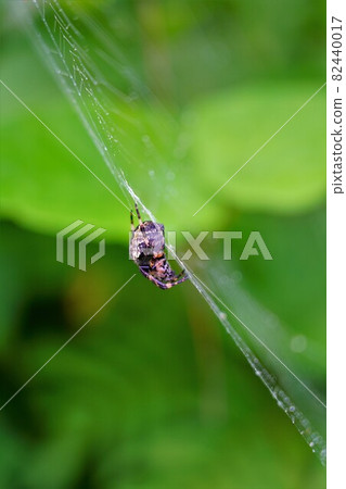 Spider of Mt. Mikagura 82440017