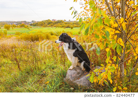 Funny smiling puppy dog border collie playing sitting on stone in park outdoor, dry yellow fall leaves foliage background. Dog on walking in autumn day. Hello Autumn cold weather concept. Funny smiling puppy dog border collie playing sitting on stone in park outdoor, dry yellow fall leaves foliage background. Dog on walking in autumn day. Hello Autumn cold weather concept. 82440477