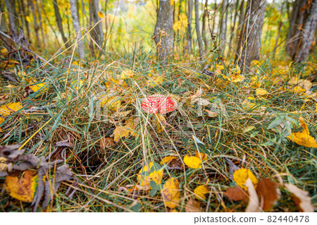 Toxic hallucinogen mushroom Fly Agaric and yellow leaves in grass on autumn forest. Red poisonous Amanita Muscaria fungus macro close up in natural environment. Inspirational natural fall landscape. Toxic hallucinogen mushroom Fly Agaric and yellow leaves in grass on autumn forest. Red poisonous Amanita Muscaria fungus macro close up in natural environment. Inspirational natural fall landscape. 82440478