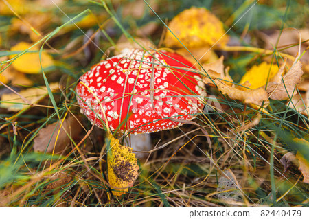 Toxic hallucinogen mushroom Fly Agaric and yellow leaves in grass on autumn forest. Red poisonous Amanita Muscaria fungus macro close up in natural environment. Inspirational natural fall landscape. Toxic hallucinogen mushroom Fly Agaric and yellow leaves in grass on autumn forest. Red poisonous Amanita Muscaria fungus macro close up in natural environment. Inspirational natural fall landscape. 82440479