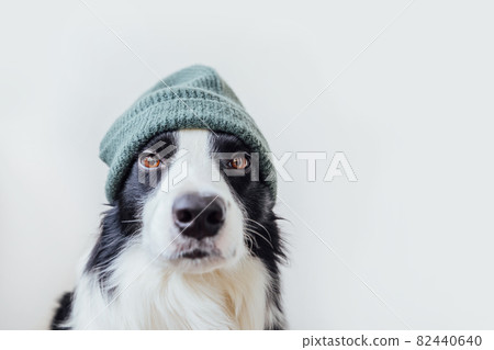 Funny portrait of cute smiling puppy dog border collie wearing warm knitted clothes hat isolated on white background. Winter or autumn portrait of new lovely member of family little dog. Funny portrait of cute smiling puppy dog border collie wearing warm knitted clothes hat isolated on white background. Winter or autumn portrait of new lovely member of family little dog. 82440640