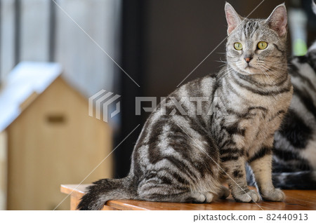 Portrait of young American shorthair cat standing on wooden table. Sharp focus on the face of this cat. American Shorthair is the pedigreed version of the well-known and beloved domestic shorthair. 82440913