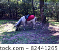 Small pony horse with red saddle on its back and large gray mane grazes on lawn and eats grass. Horse is resting on farm under the tree shadow, to which it is tied with rope so as not to get lost 82441265