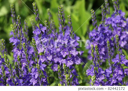 Blue speedwell flower spikes 82442172