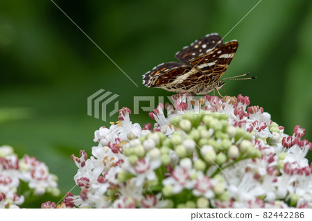 White flowers and the butterfly sitting against greens White flowers and the butterfly sitting against greens 82442286