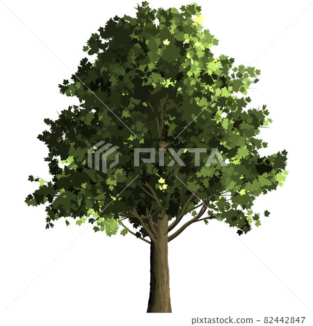 Maple tree 3 Maple tree 3 82442847