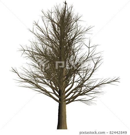 Maple tree 1 Maple tree 1 82442849