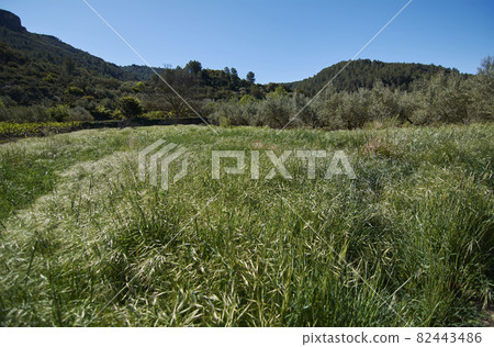 The great green carpet of nature in spring 82443486