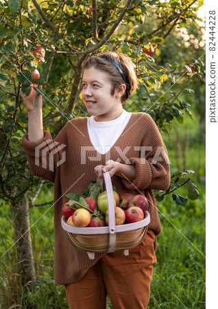 Girl is picking fresh organic apples Stock Photo by Manuta