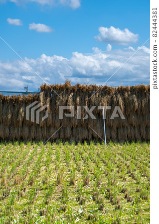 Scenery of rice fields after harvesting Nomi City, Ishikawa Prefecture 82444381